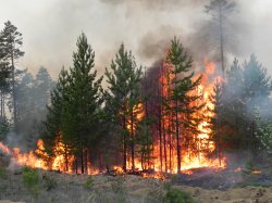 Лесные пожары ликвидированы