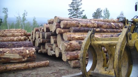 ОНФ предлагает ограничить экспорт круглого леса
